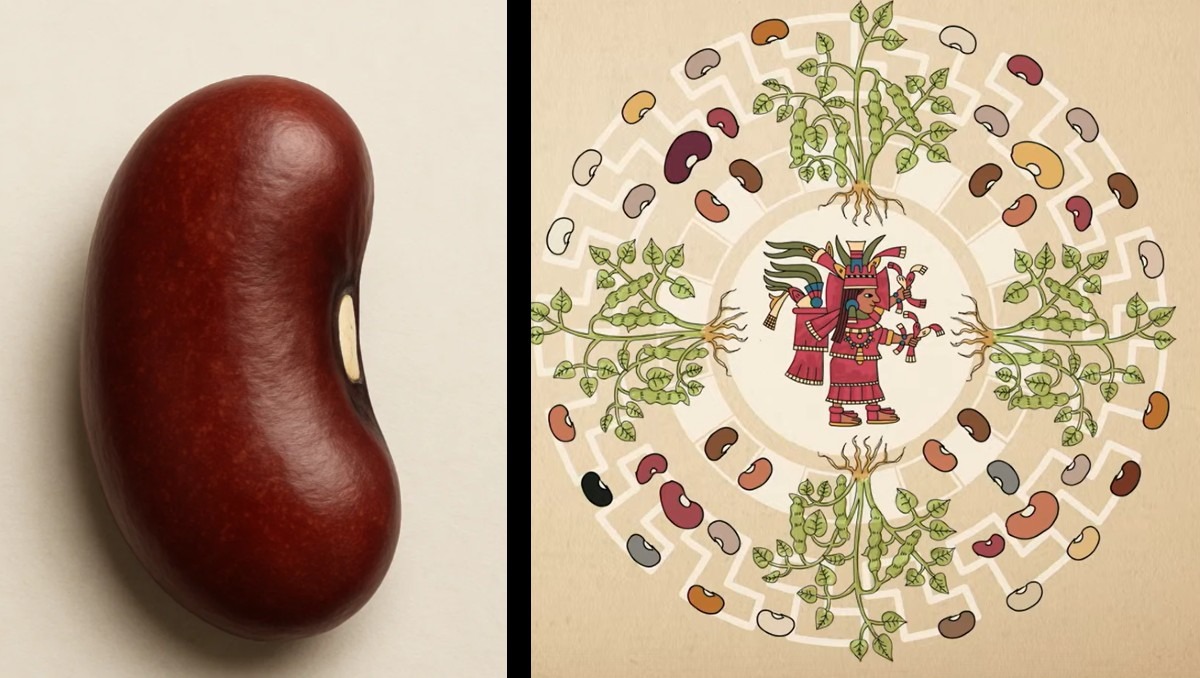 Anuncian primera Feria del Frijol en CdMx | Especial