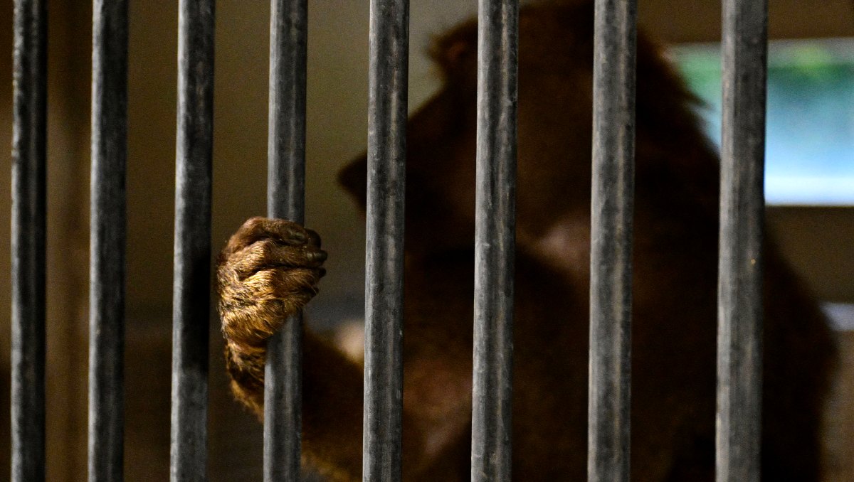 Imagen ilustrativa de un babuino en cautiverio en Francia | AFP