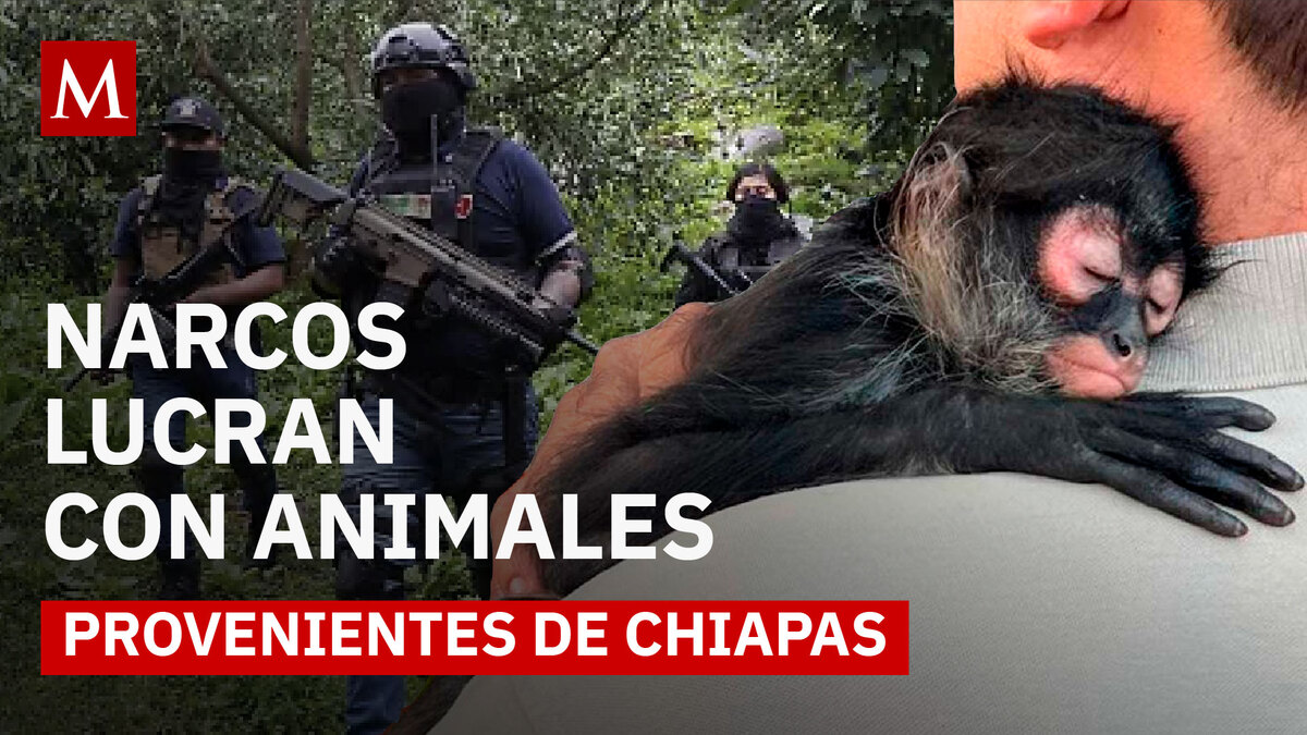 Tráfico de animales en Chiapas: la ruta secreta que pone en riesgo la biodiversidad