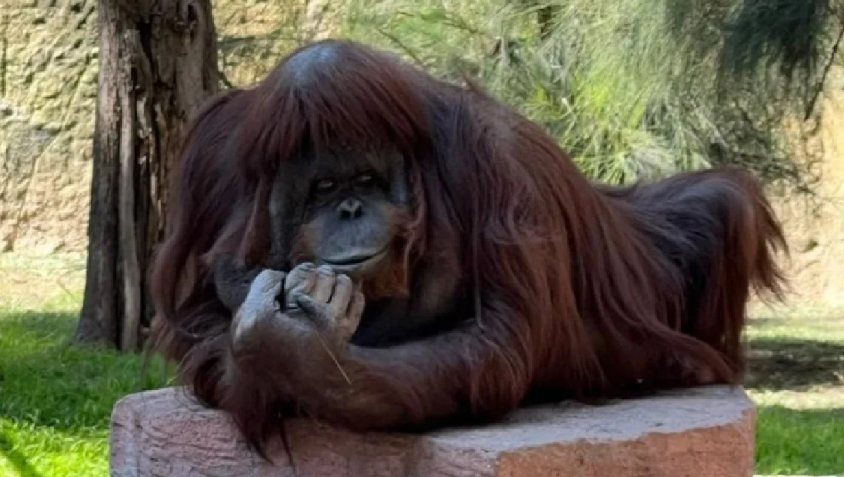 Para muchos visitantes, Katy representó una conexión cercana con la conservación y el respeto por la fauna. | Especial