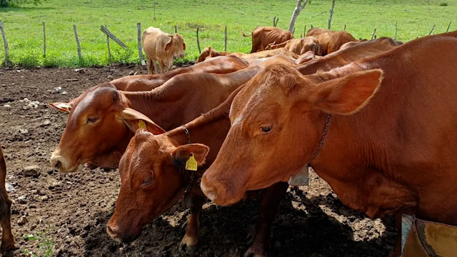 Yucatán controla plaga de gusano barrenador sin sacrificar animales