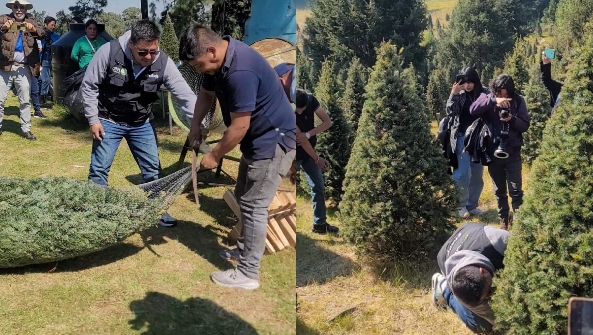 Las familias pueden acudir a cortar su árbol de navidad. | Especial
