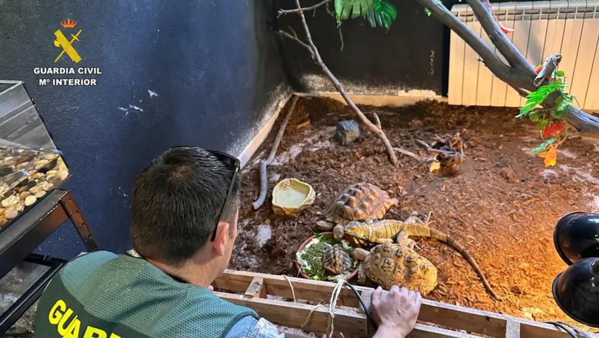 Las especies están valoradas en 85 mil euros | EFE