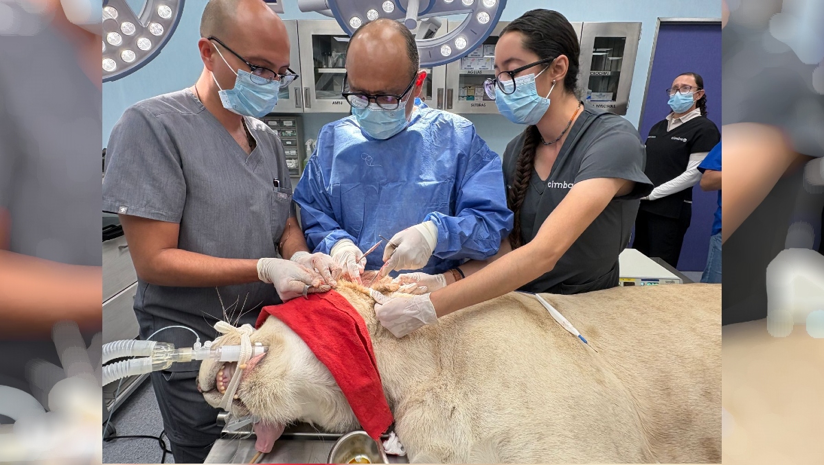 El doctor Melhado dejó por un momento a los humanos para salvar la vida de una leona (Foto: Cortesía)