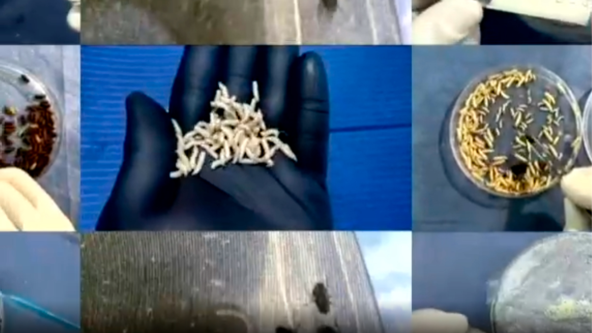 Larvaterapia: tratamiento con larvas de mosca verde para curar heridas graves