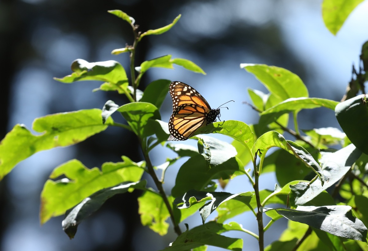 Las primeras mariposas Monarca comenzaron a llegar a su santuario en Michoacán, tras su migración. (Jesús Quintanar)