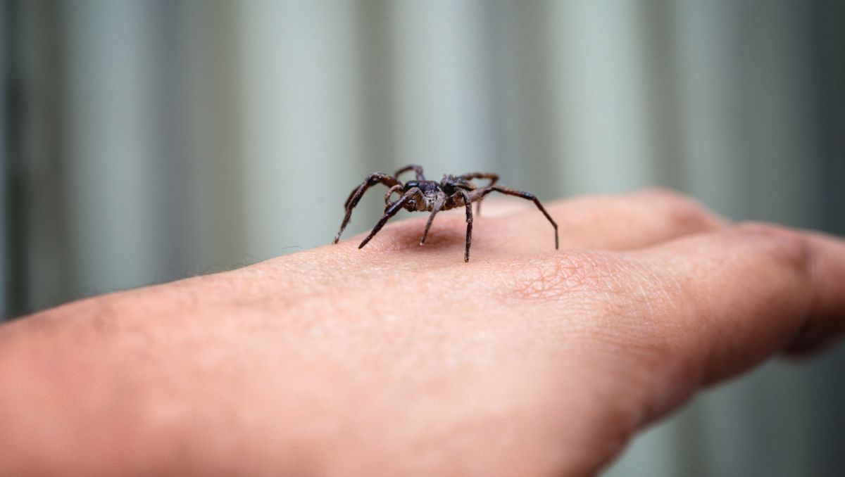 Los casos de mordedura de araña viuda negra pasaron en Nuevo León de 37 a 31 | Especial