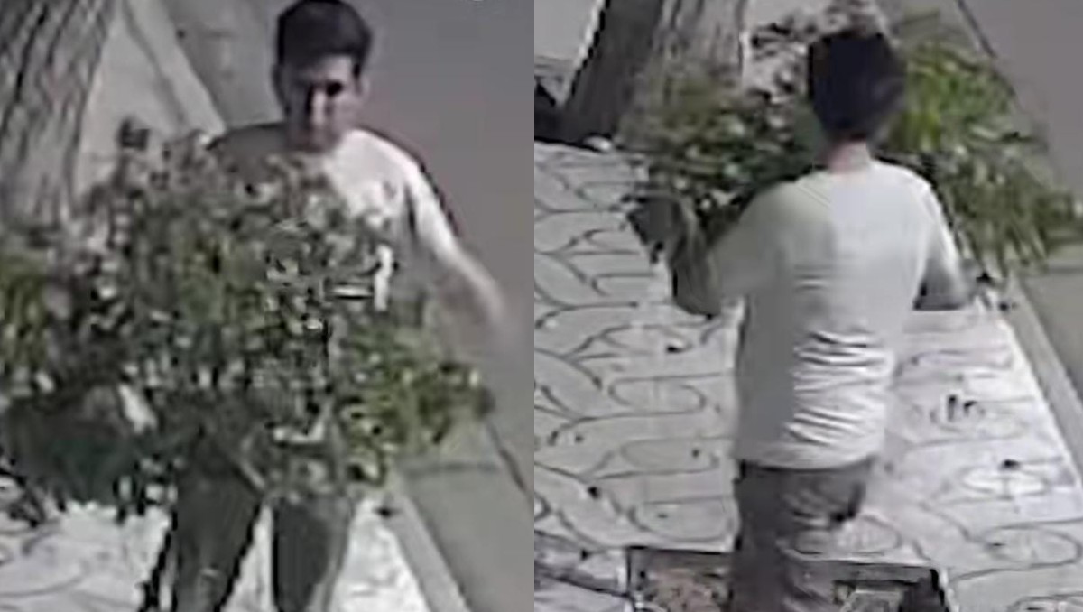 Hombre pelea contra un árbol. | ESPECIAL