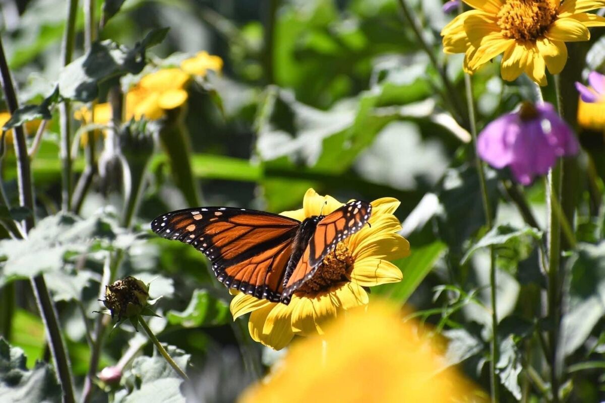 Mariposa monarca llega a Tamaulipas; estado consolida corredor de polinización en su ruta migratoria