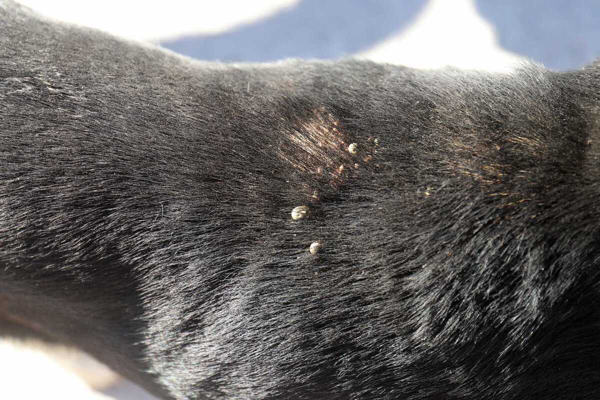 Piden a la población estar atentas con la higiene diaria y el lavado de la ropa.