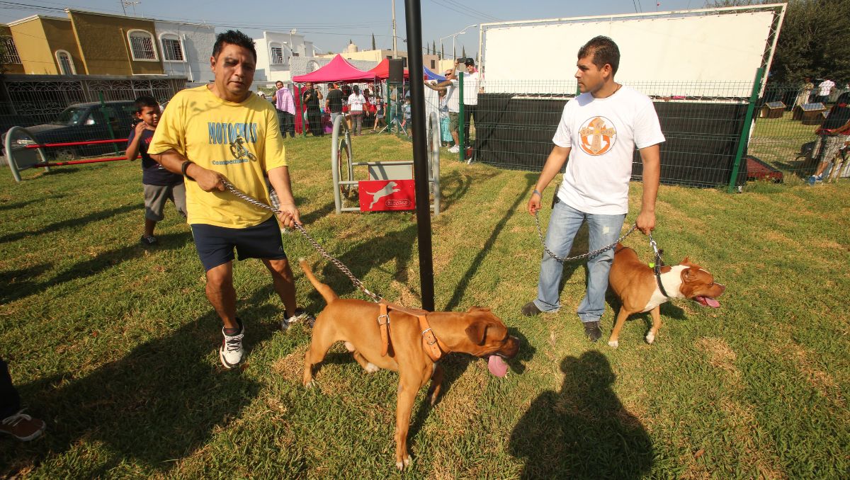 Estas señalizaciones podrán colocarse en perros y gatos, mediante collares, pañuelos, listones | Roberto Alanís