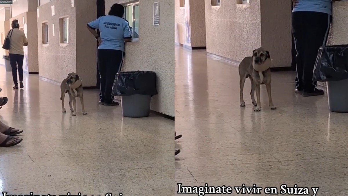 Captan a perrito con un collarín | Especial