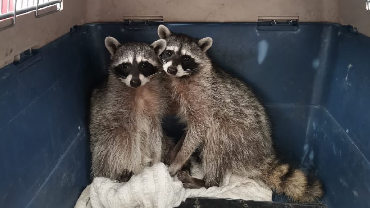 Habitantes de la casa llamaron al 911 para realizar el reporte de que habían ingresado dos mapaches. Foto: Especial.