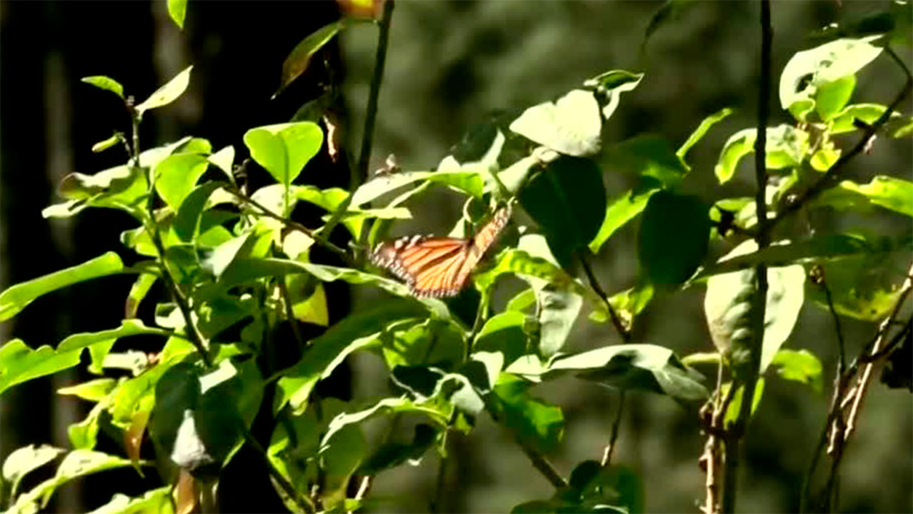 Mariposas monarca llegan retrasadas a sus santuarios de hibernación | Milenio Hábitat