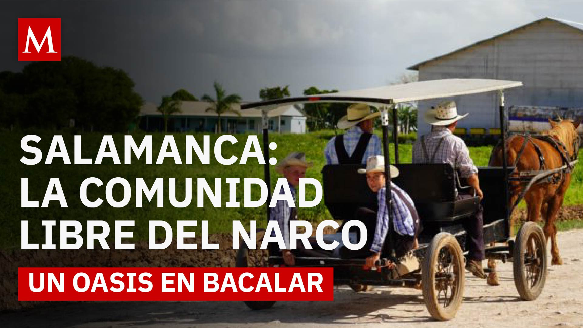Niños sin miedo en Bacalar: la comunidad menonita que creó un entorno seguro y autónomo