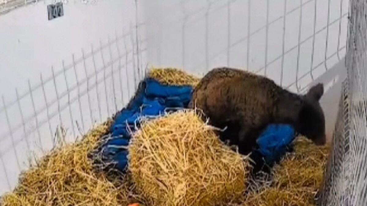 La osa Mina ha logrado aumentar 10 kilogramos desde su llegada a Fundación Invictus en Pachuca