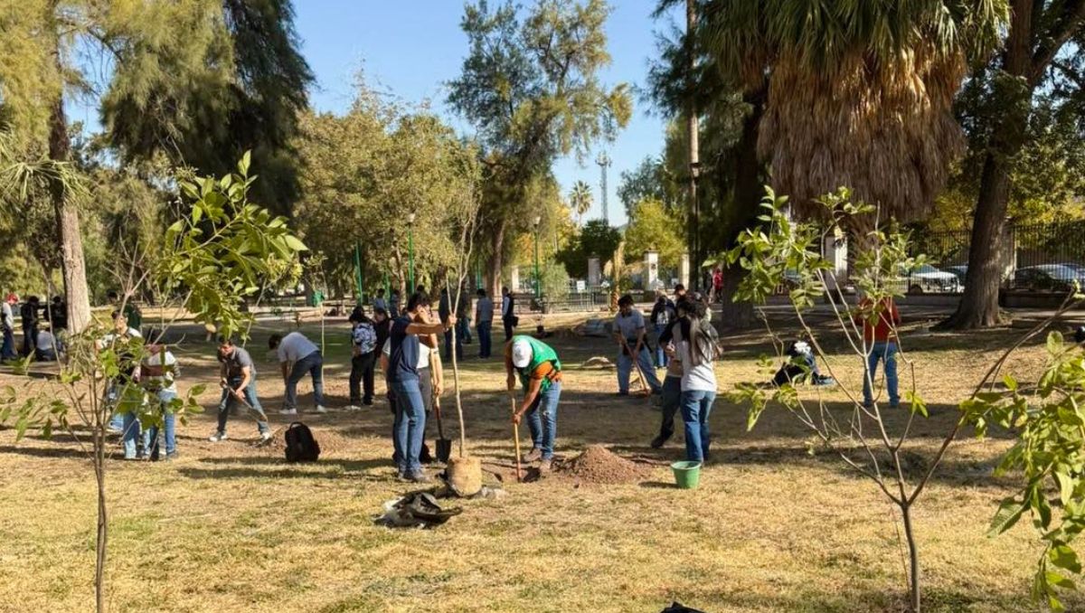 El plan de reforestación municipal fue anunciado a principios de año. | Especial