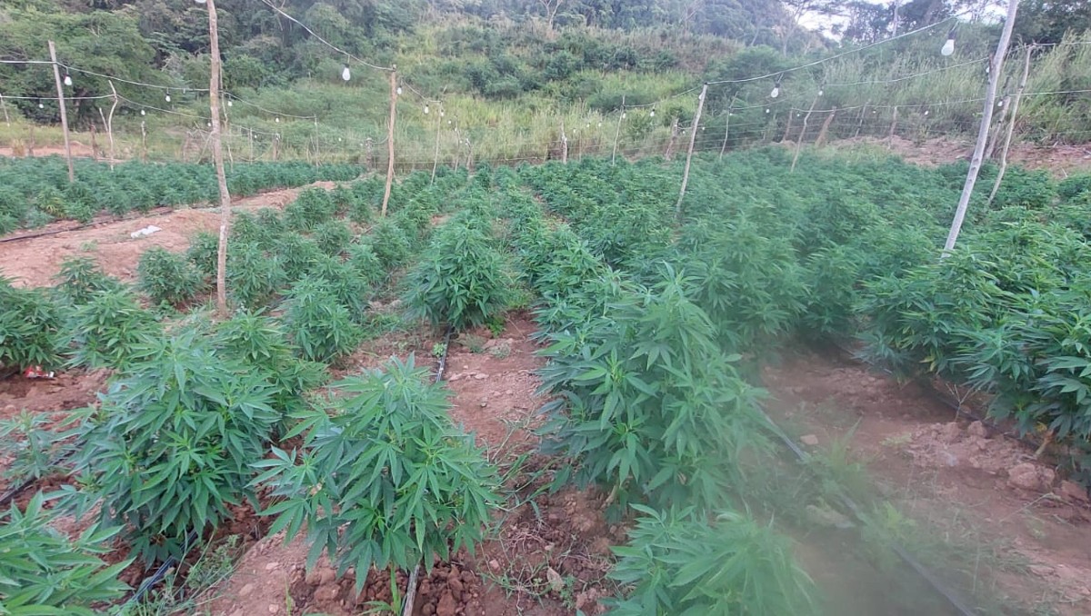 Plantas de mariguana. | Foto: Especial