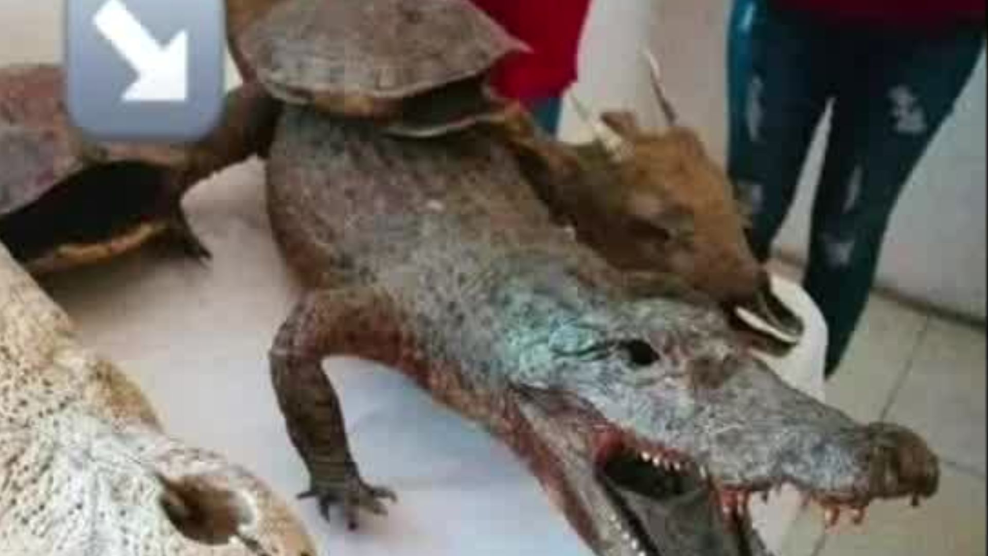 Roban cocodrilo fosilizado de un museo comunitario de Chiapas