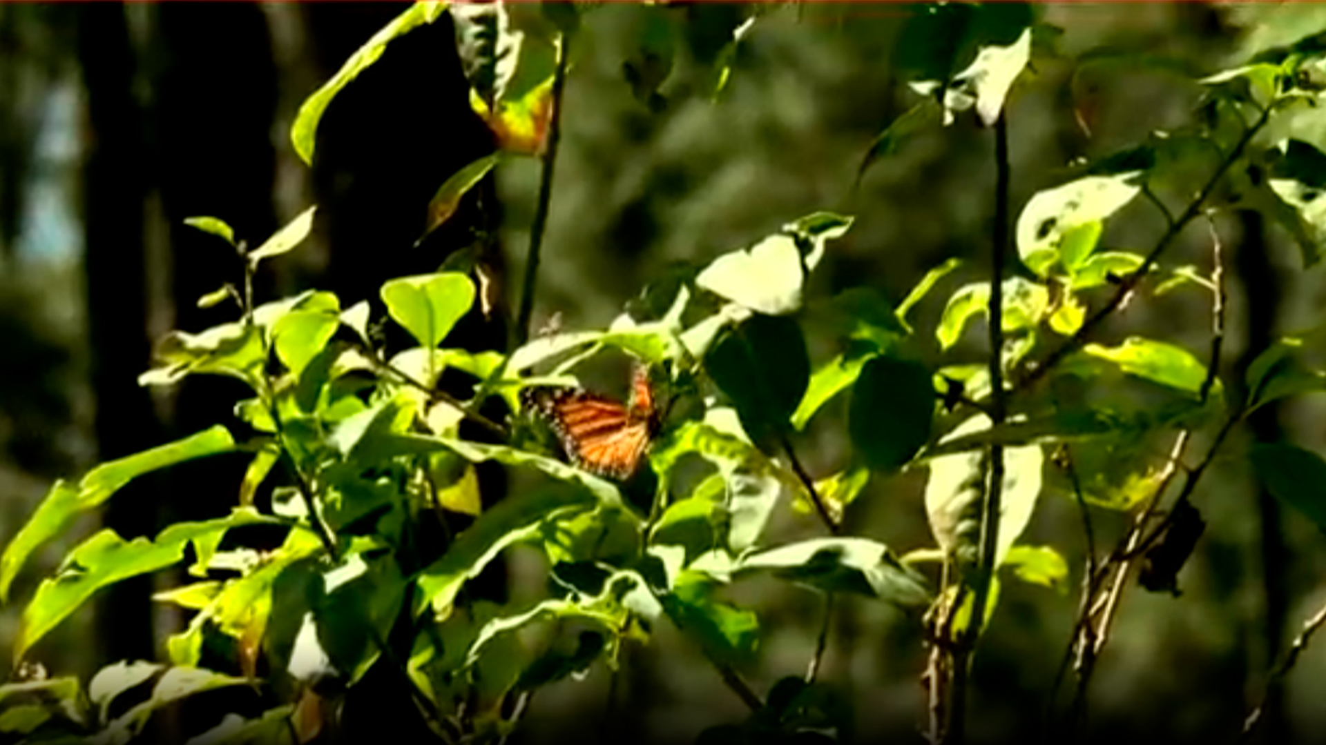 Cambio climático retrasa la migración de la mariposa monarca