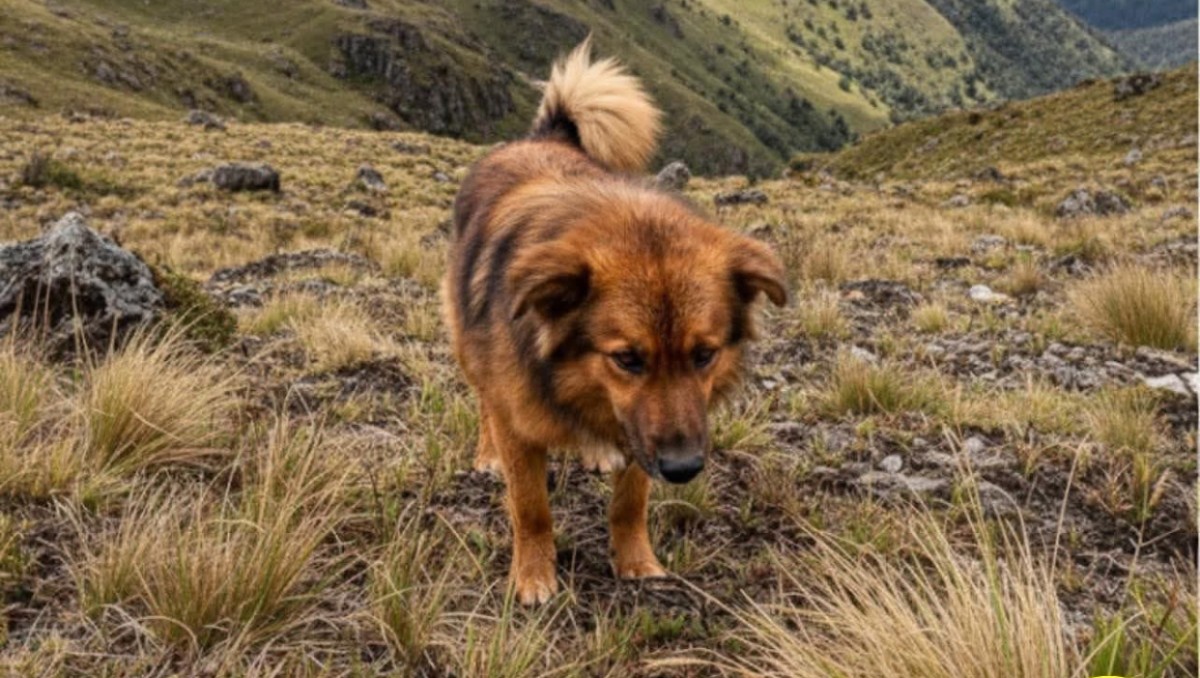 Jachi es conocido en la región por su actitud amistosa. | Especial