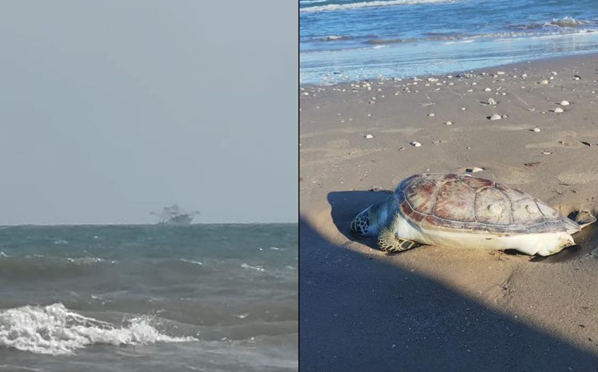 Barcos Camaroneros posible causa de tortugas marinas muertas encontradas en Playa Bagdad. | Conibio Global