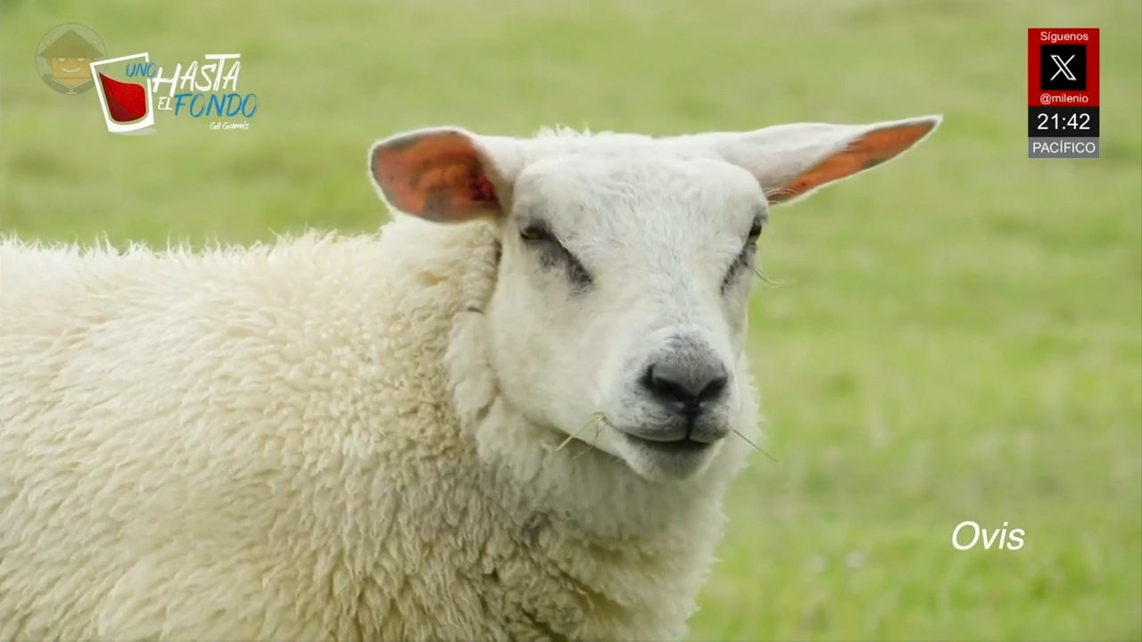 México incursiona en clonación de caballos y toros | Uno Hasta el Fondo, con Gil Gamés
