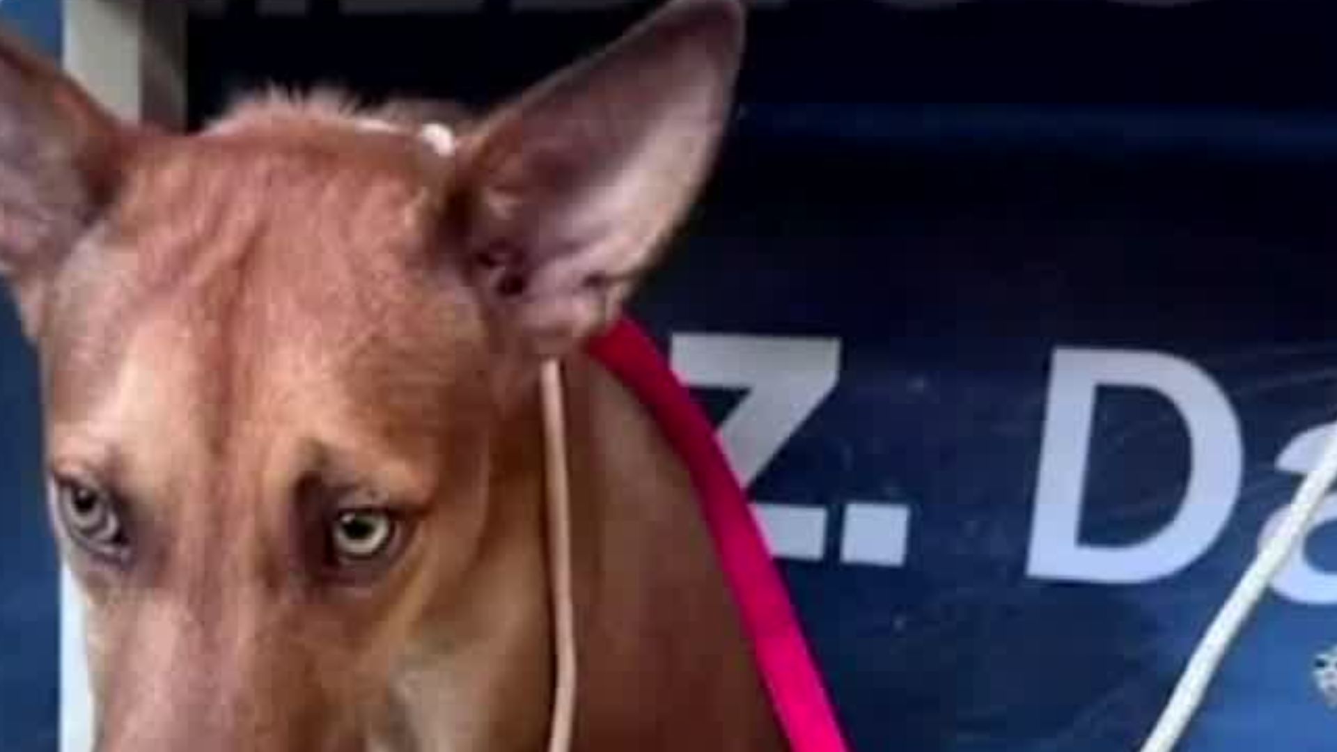 Sentencian a un hombre por agredir a una cachorrita de nombre "Chiris" en Oaxaca