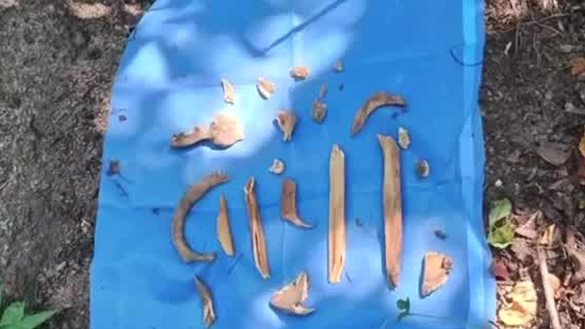 Colectivo de búsqueda localiza 11 restos humanos en la zona rural de Acapulco