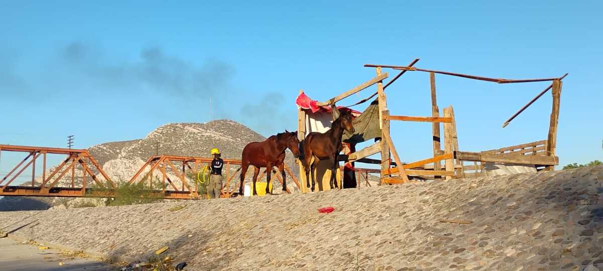 Durante varios metros los Bomberos acompañaron a los animales hasta llegar a la casa de los propietarios. | Especial