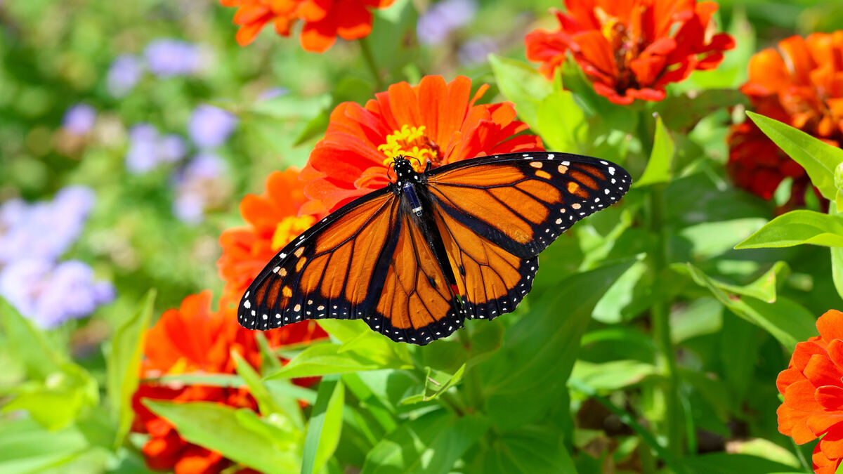 Con chip de tamaño de un arroz y pegamento para pestañas: así siguen a mariposas monarca