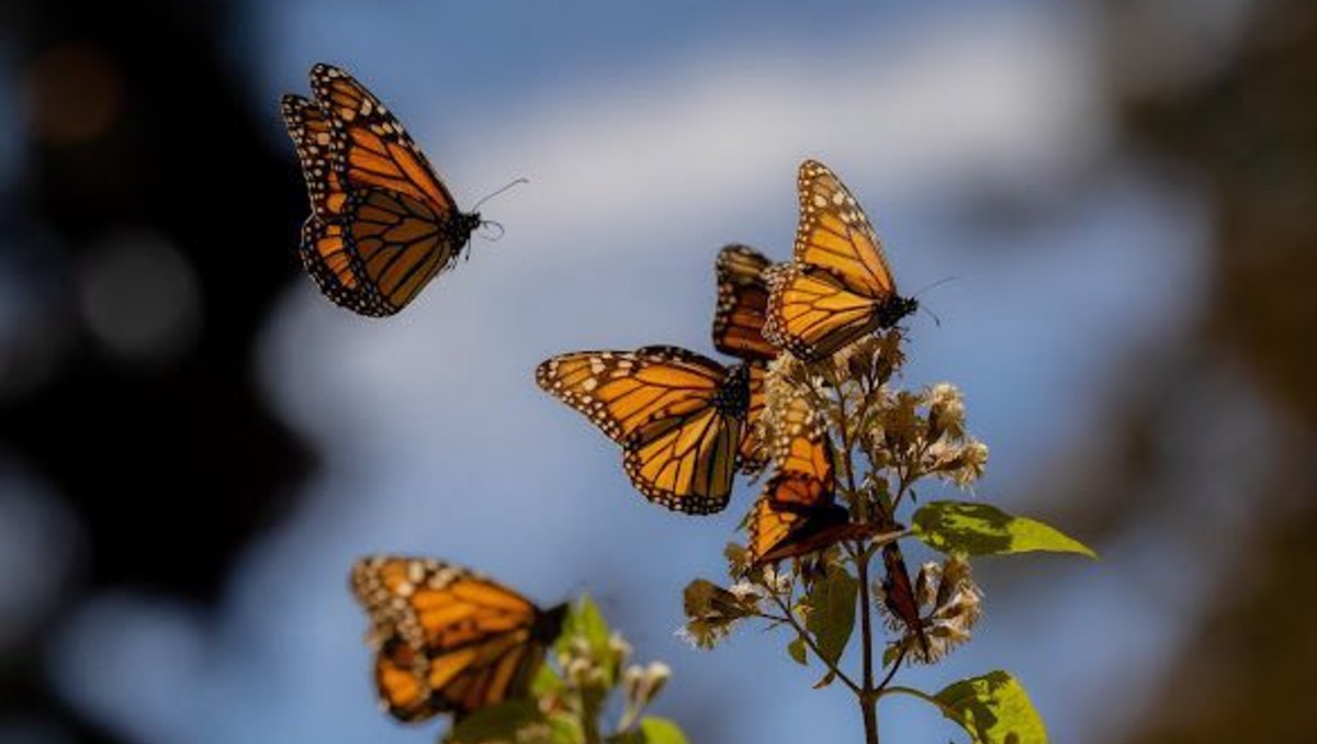 Se inauguró la  temporada de hibernación 2025-2026 de la mariposa monarca. | Especial