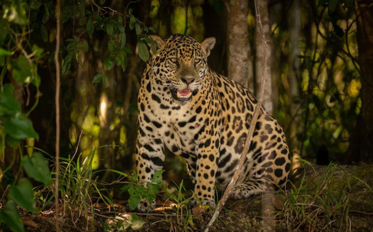 El jaguar está catalogado como especie en riesgo y es estrictamente protegido por la legislación mexicana. | Freepik