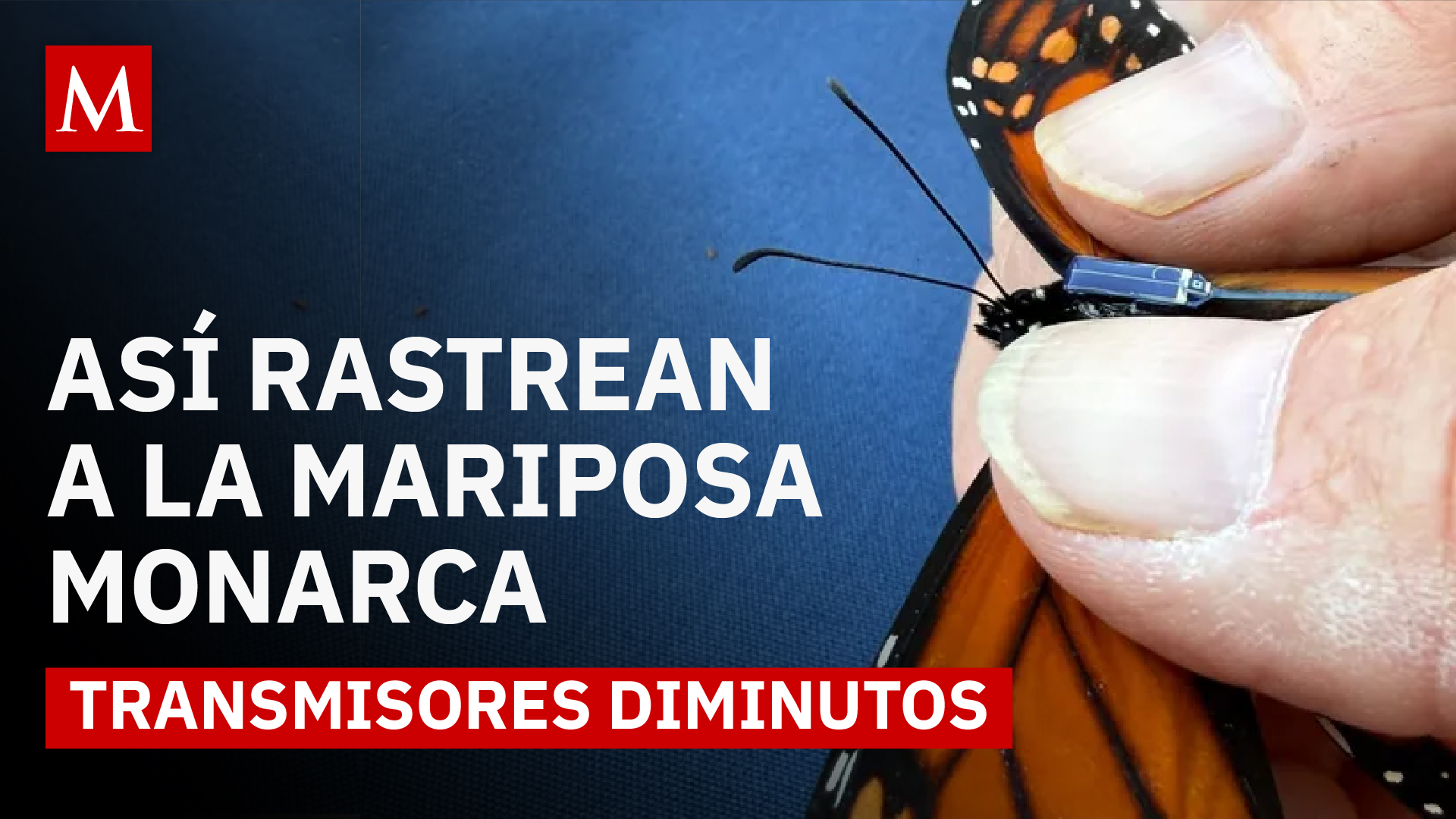 Cómo un microchip revelará el viaje migratorio de la mariposa monarca