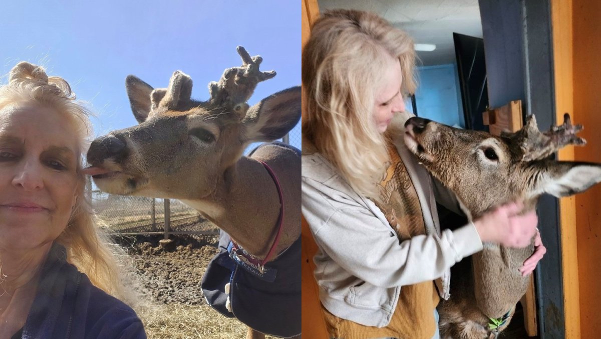 Activista muere atacada por uno de los venados que rescató y recibió en su reserva; así fue el fatal desenlace