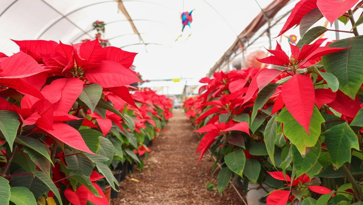 Feria y Temporada de la Nochebuena 2025 | Especial