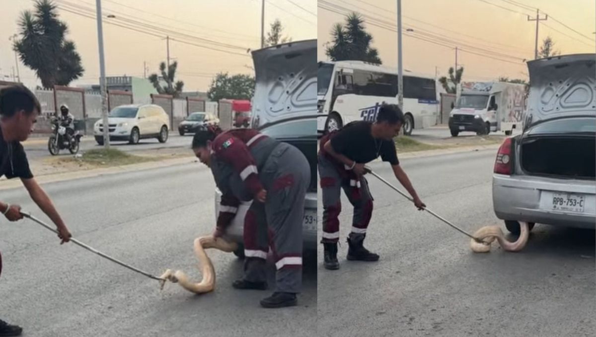 Personal de Parques y Vida Silvestre tomó custodia de la serpiente | Especial