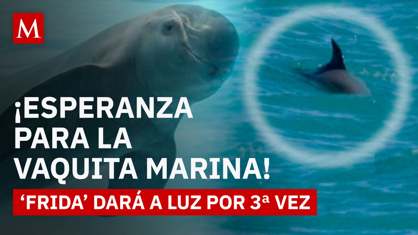 ¿Extinción reversible? Nueva cría de Frida renueva la esperanza para la vaquita marina