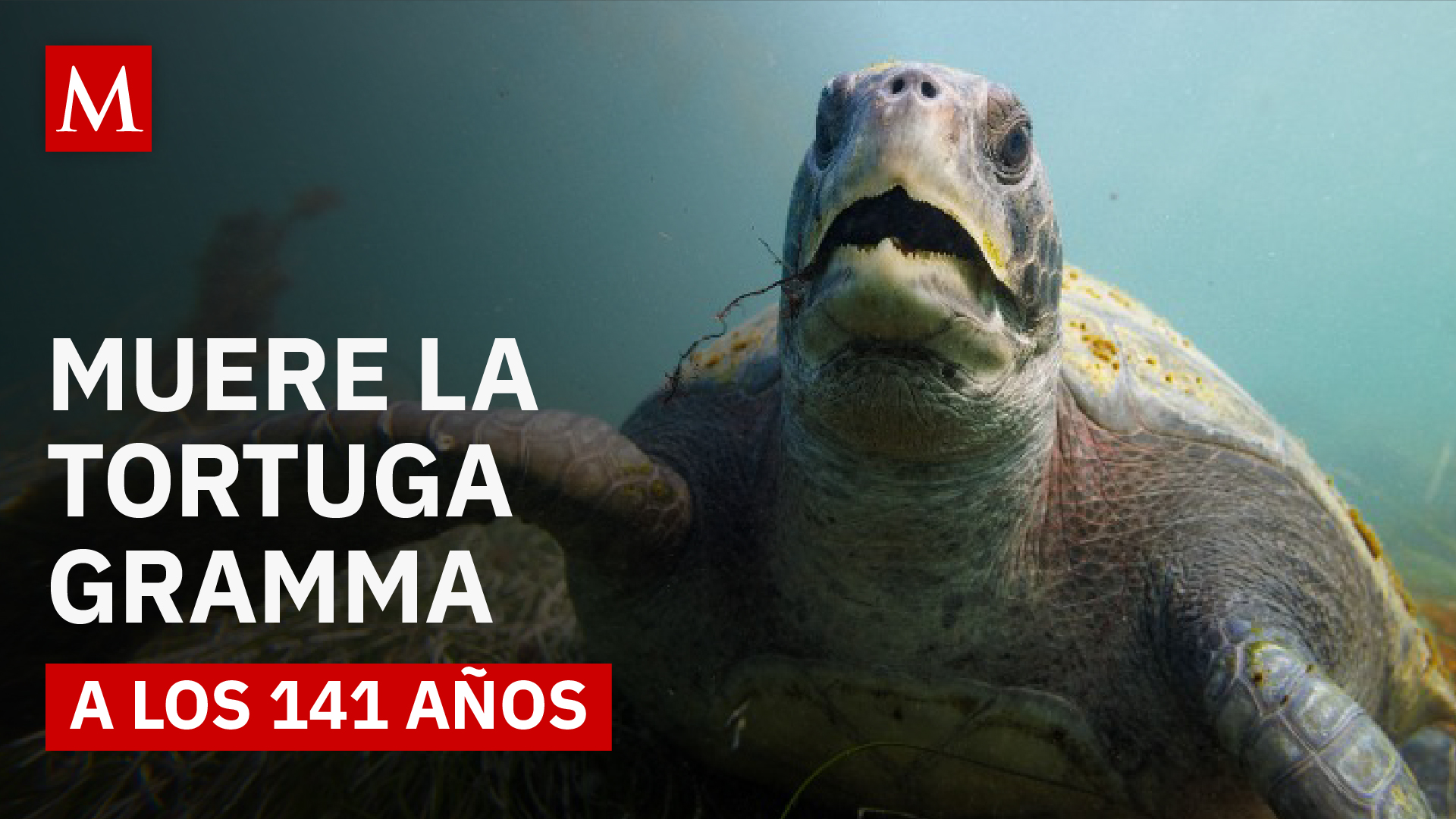 Gramma, la tortuga de 141 años del Zoológico de San Diego, ha fallecido