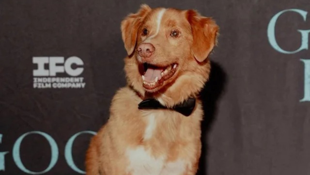 Indy, el perrito de 'Good Boy', recibe una inesperada nominación en los Astra Film Awards