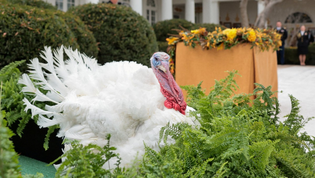 Pavo yucateco encabeza producción en México: Comecarne