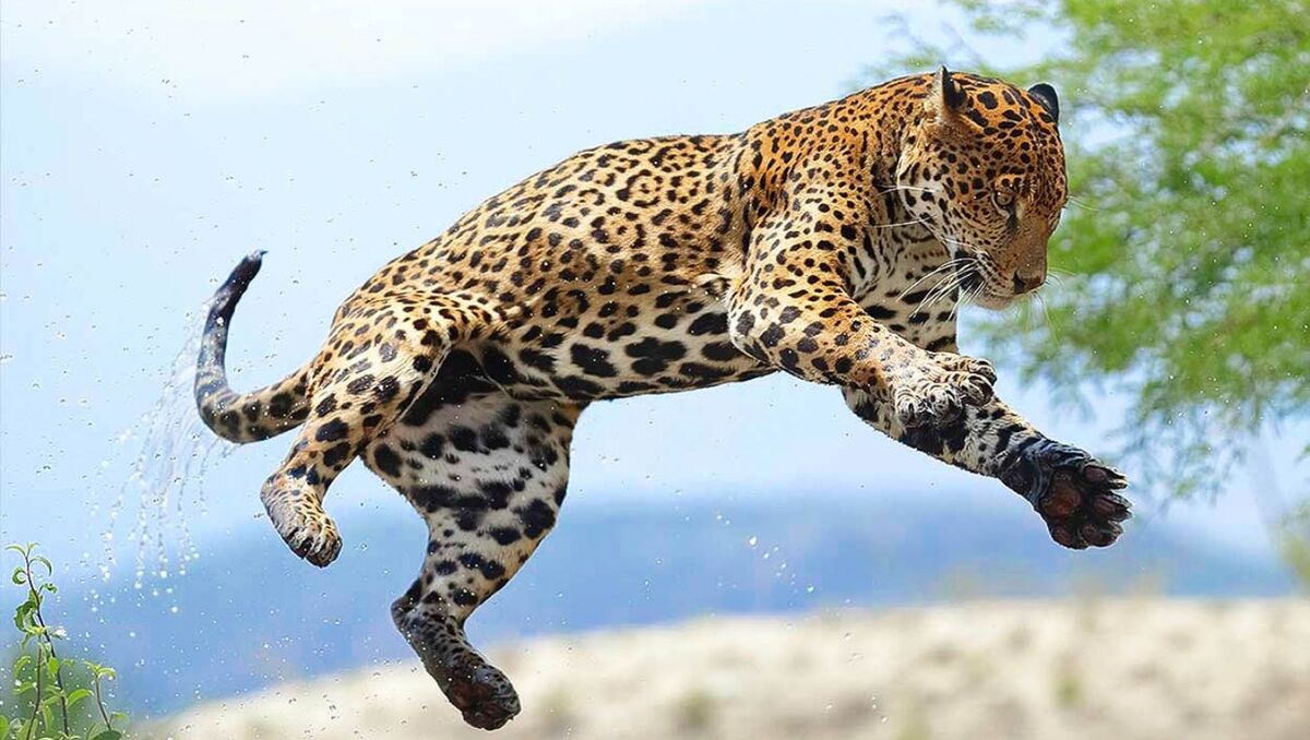 Un banco genético y una escuela de jaguares se suman a los esfuerzos de conservación de la especie | Especial