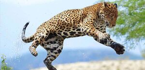 Los esfuerzos permitieron la creación de una escuela para jaguares y el nacimiento de Yazu, una jaguar que alimentará el banco genético en Oaxaca.