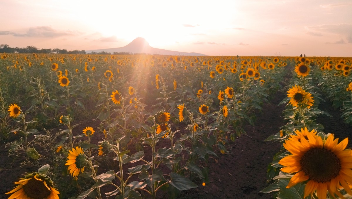 Campo de girasoles en el municipio de González, Tamaulipas. (Yazmin Sánchez)