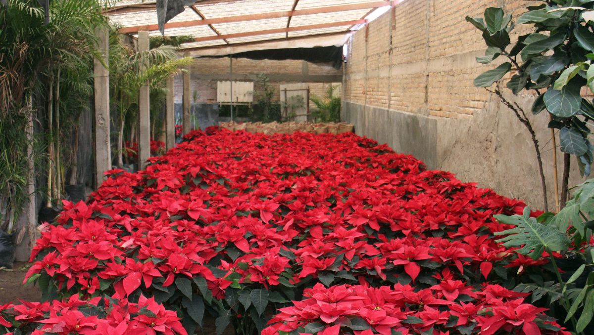 Ya comienza la gente a acudir a este negocio familiar que data desde hace más de 30 años. | Rolando Riestra