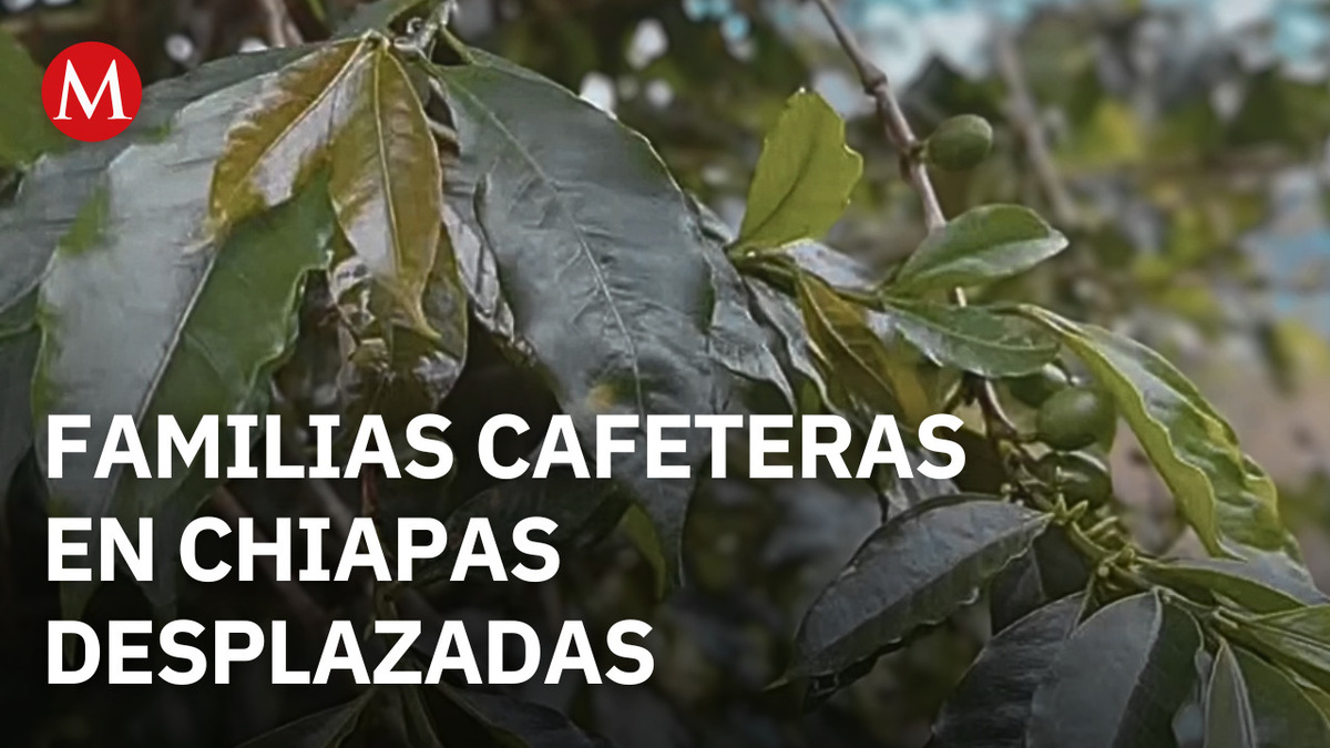 Desplazamiento de familias cafeteras en Chiapas por el Cártel de Sinaloa