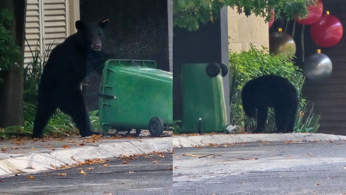 El animal mantuvo una actitud tranquila durante todo el tiempo. Especial