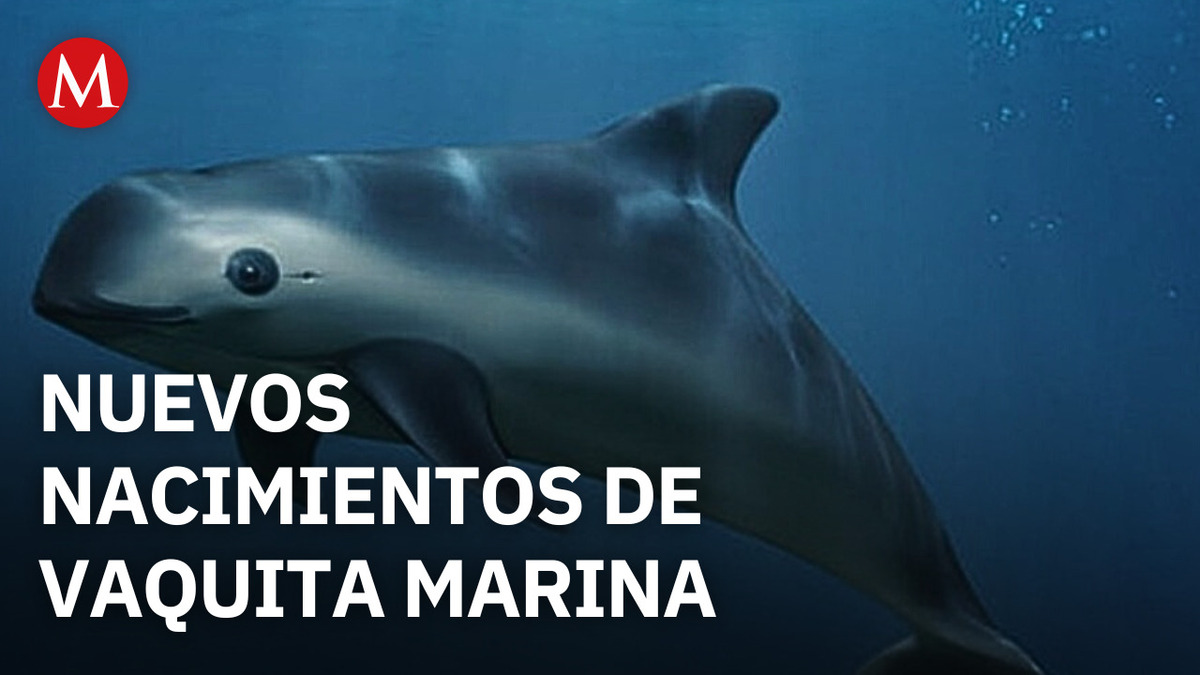 Frida la vaquita marina renueva la esperanza de evitar la extinción con múltiples nacimientos