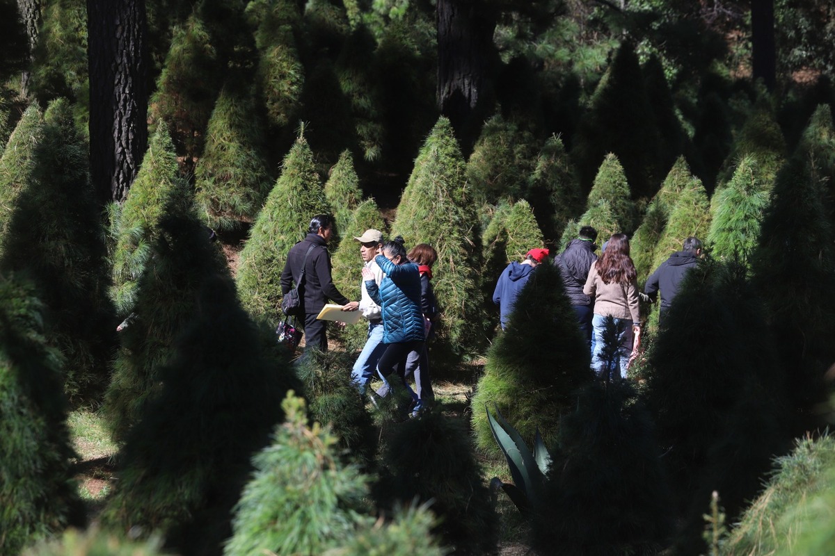 Algunos lugares ofrecen la experiencia de cortar tu propio árbol. (Foto: Jorge Carballo)