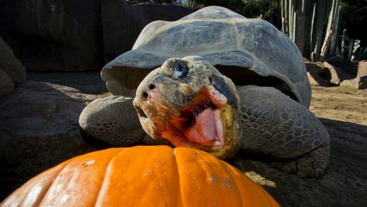 Muere Gramma, la tortuga 'reina del zoológico' de San Diego, a los 141 años
